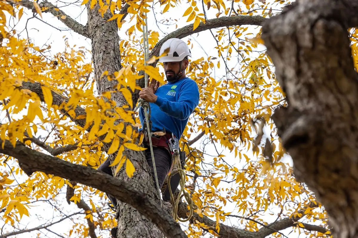 Skilled Tree Planing crew working in Wauconda